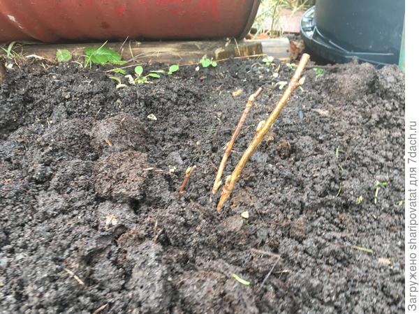 Посадка черной смородины Экзотика