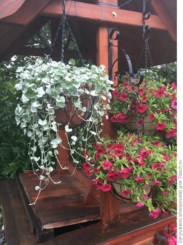 Дихондра серебристая в середине августа