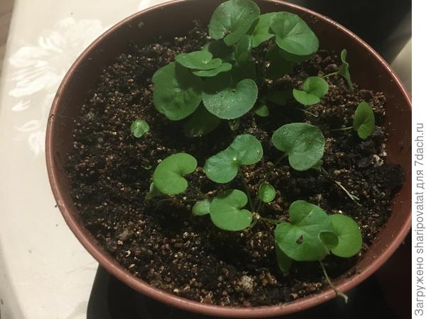 Изумрудный водопад из мультигранул после пересадки в середине января