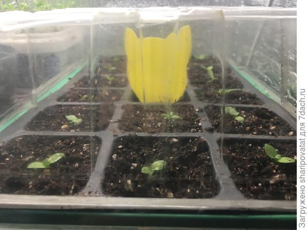 После пересадки неделю постоит "на карантине" в парнике. В центре парника ловушка для почвенного комарика.