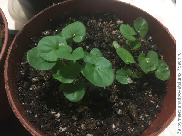 Изумрудная осень из мультидраже после пересадки. Развивается «классически» без суперранних побегов.