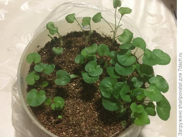 12 января: всходы дихондры через месяц