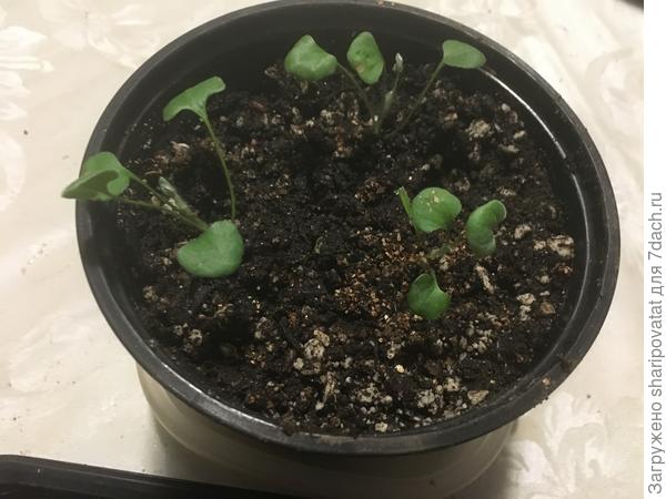 Серебряная осень из семян. Быстрая 100-процентная всхожесть без всяких «ухищрений» - уже хорошо!