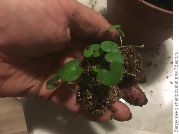 Дихондра Изумрудный водопад с первыми побегами длиннее корней.