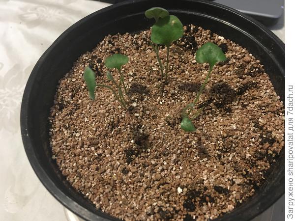 Дважды потревоженная Серебряная осень. Надеюсь, приживется