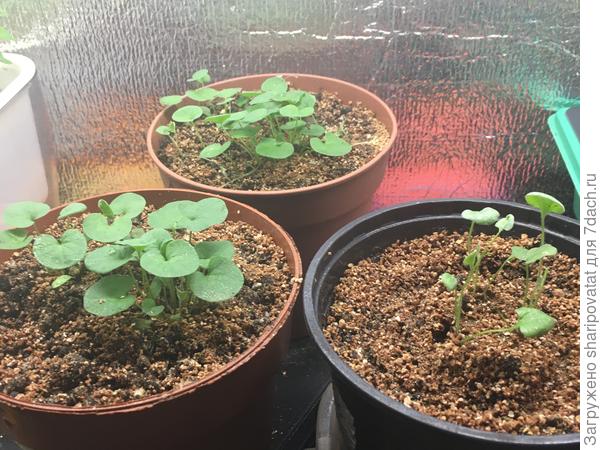 Через 2 месяца после посева.