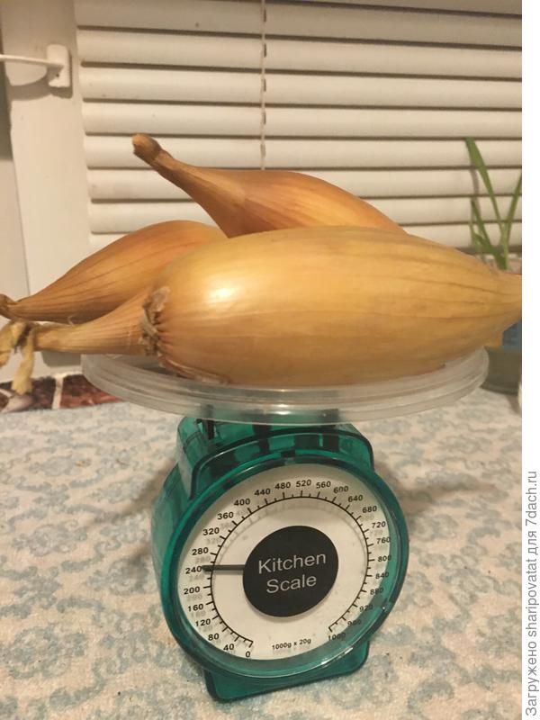 Последние "Зебрунчики". Масса 60 -100 г. У крупных экземпляров (до больше 150 г.) корневая шейка плохо вызрела. Пришлось сразу в заготовки пустить.