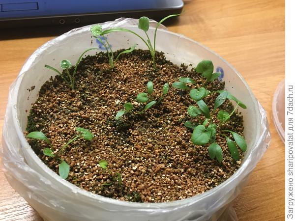 Всходы серебристой (задний план) и изумрудной (в центре) через 3 недели после посева