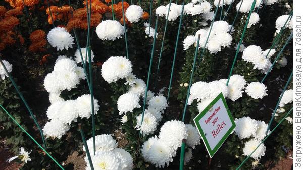 Королева бала 2010 - Рефлекс