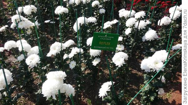 Хризантема Рефлекс