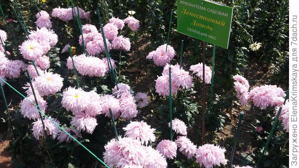 Необычная хризантема Лепестковый дождь!