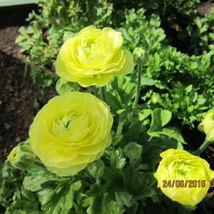 ранункулюс.