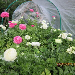 Ранункулюс 2016