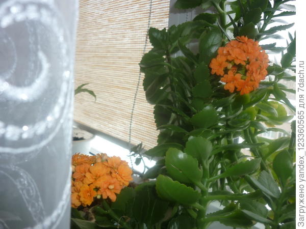 Kalanchoe Blossfeldiana (каланхоэ Блоссфельда)