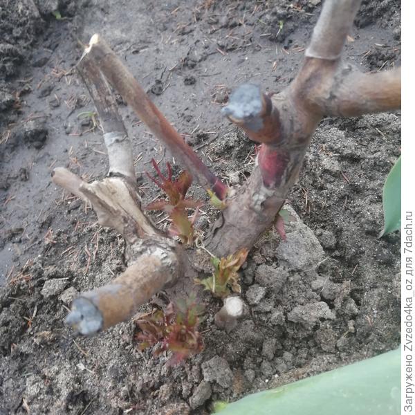 Роза номер 1