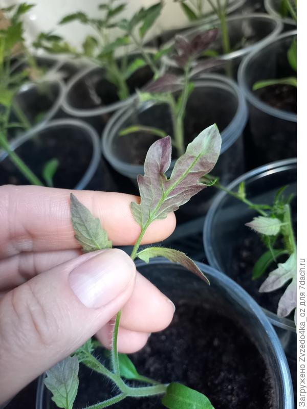 Ещё и такое с листьями творится( У нас мамой посажено в одинаковую землю. У неё все хорошо с томатами. Что с ними делать? Может посеять заново?