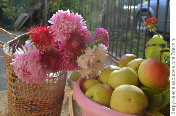 Астры &quot;Стар&quot;, &quot;Харц&quot;, &quot;Бежевый замок&quot; фирмы &quot;Флос&quot;