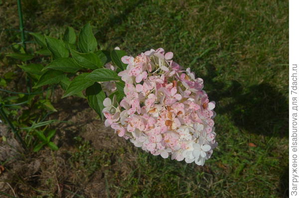 Гортензия Ванилла Фрейз. Подгорела немного на жарком солнце.