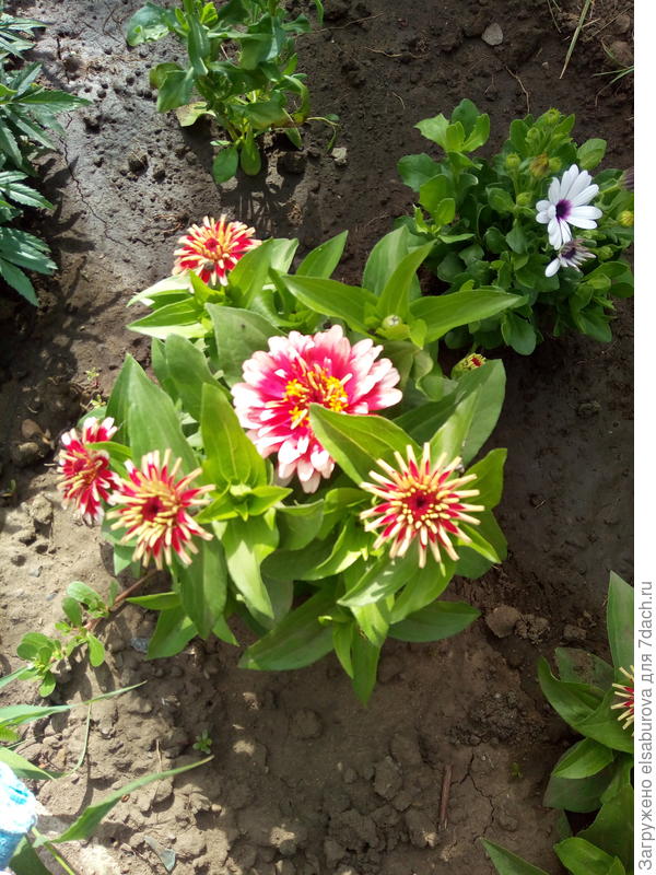 А это моя циния изящная. 20 см. Здесь еще только в начале цветения. Очень яркая и благородная.