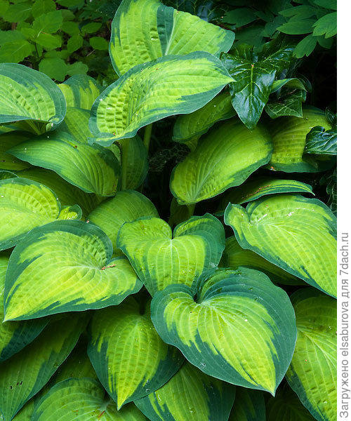 Такой должна быть...