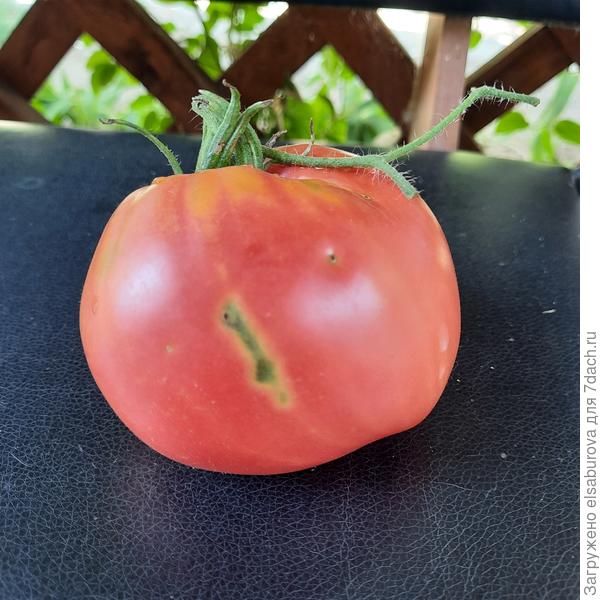 Все плоды испорчены