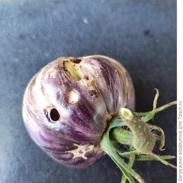 А так выглядят недозревшие плодв