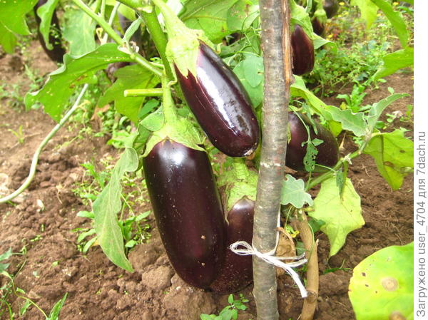 это Черный бриллиант