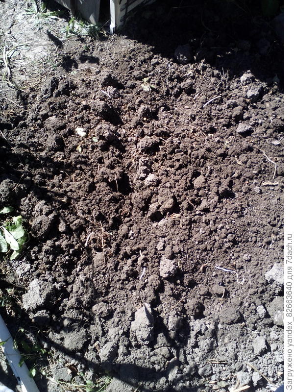 а вот и место произрастания после копки