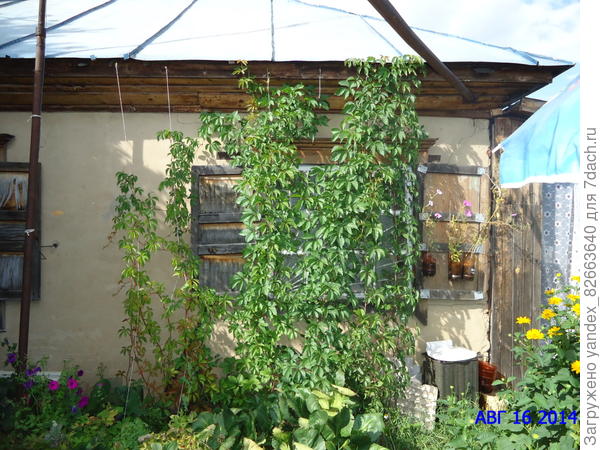 августовский бадан на переднем плане