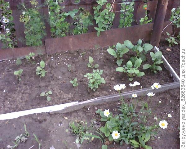 вот она в грядочке