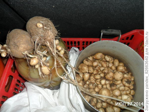 а это она,закатившаяся в уголок в погребе. Сильна. К концу июля столько молодой картошки наростила.