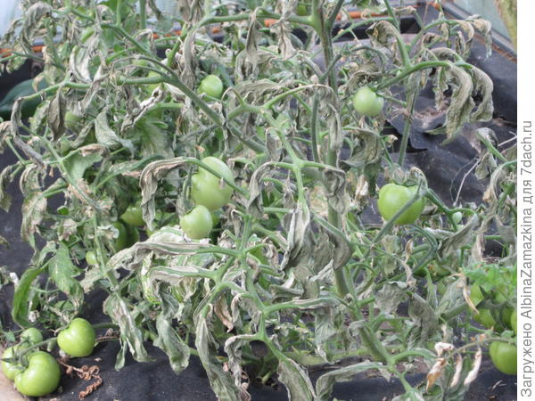 копченные томаты