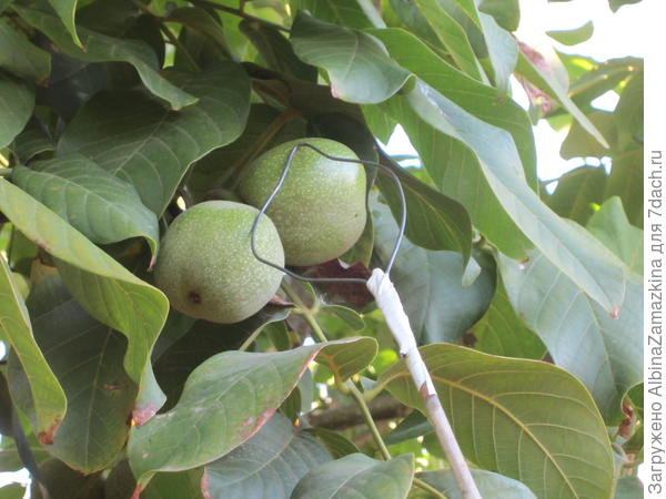 съемник для орехов