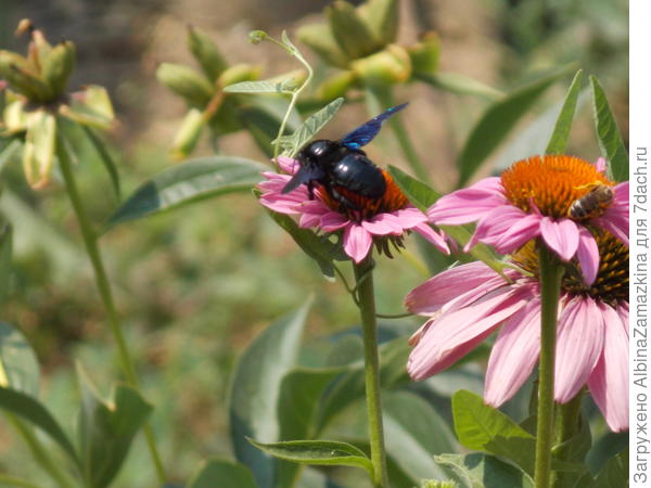 пчела-плотник