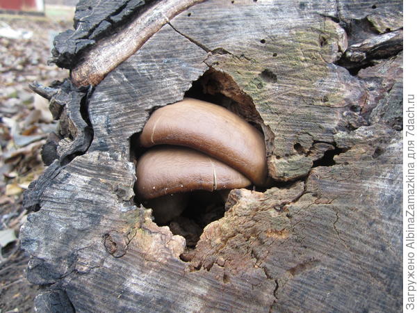 вешенкин домик