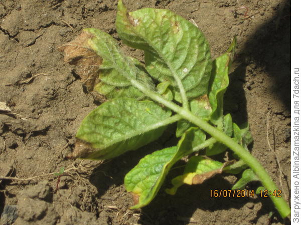 трипс на картофеле