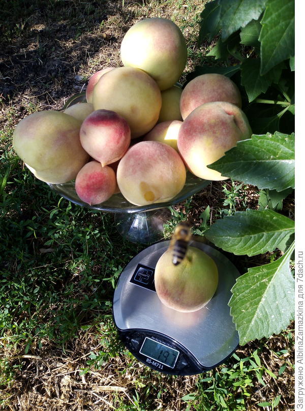 Из косточки "золотого юбилея"