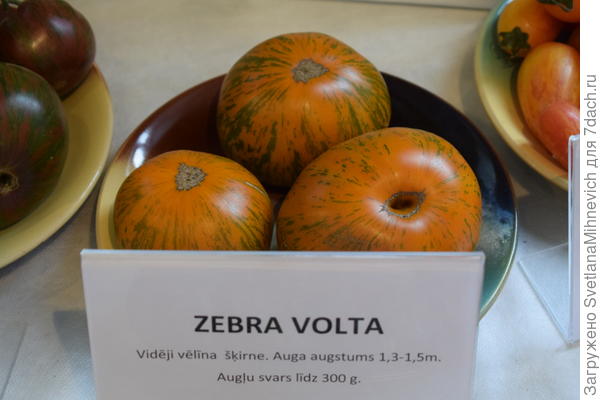 Зебра