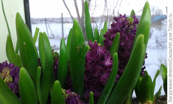 Гиацинты расцветают