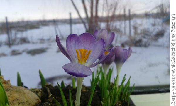 крокусы