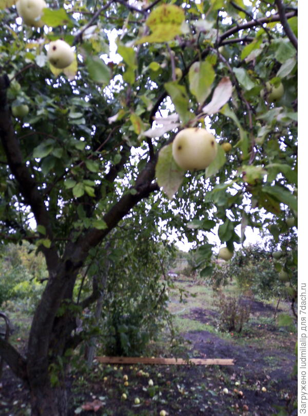 А это последние яблочки,они в конце сезона тоже заболели... (из этого сорта уж очень вкусная неженка получается для деток).