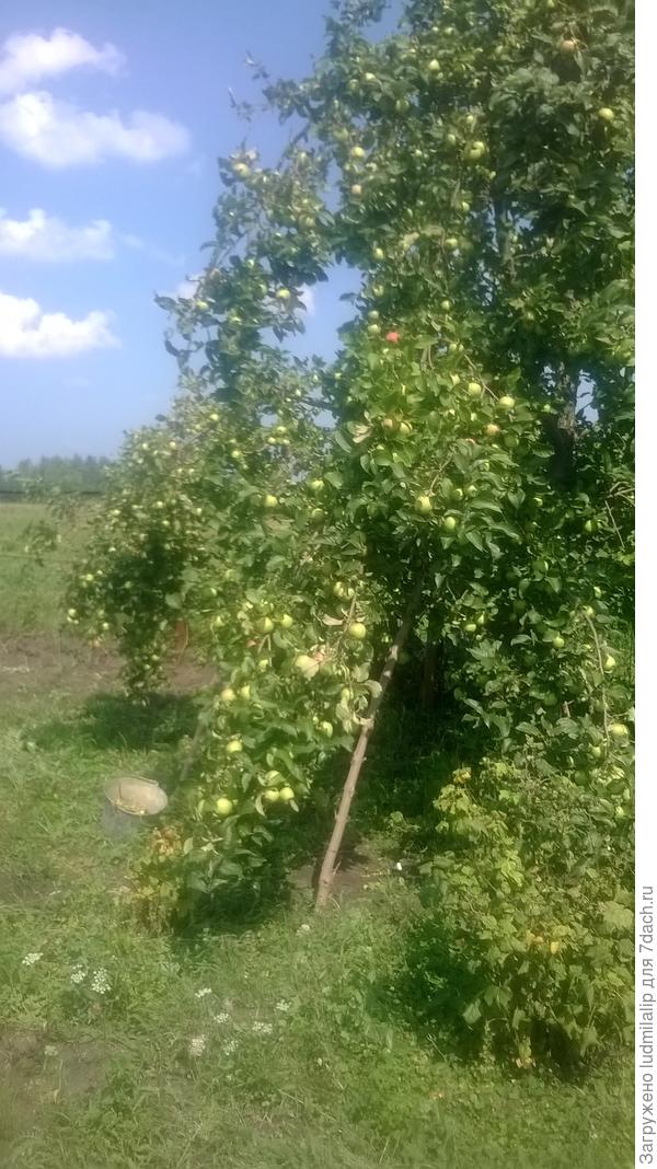 вот эта яблонька! вод тяжестью яблок опустились до земли почти все ветки, и многие отломились...