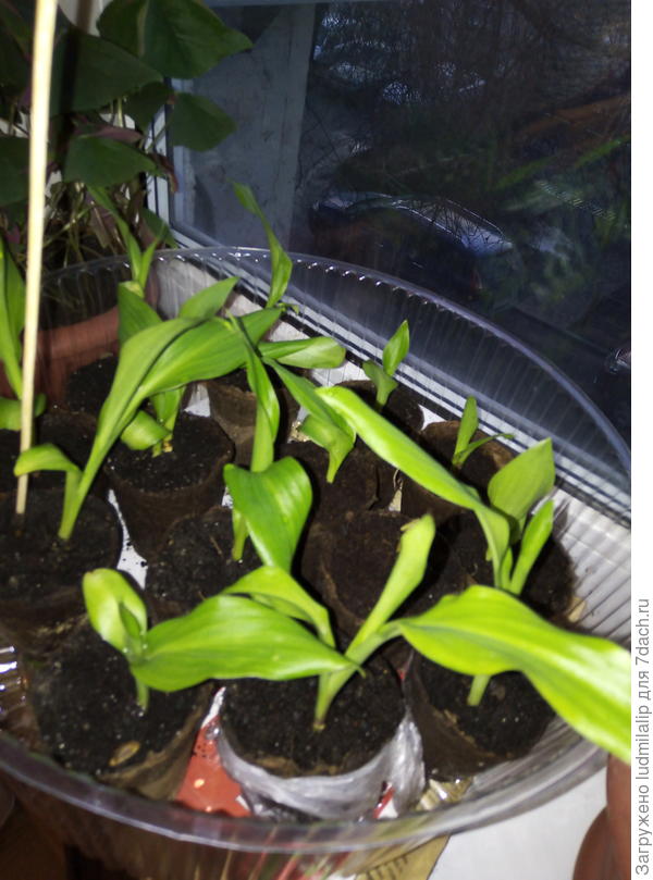 Проросли семена канн