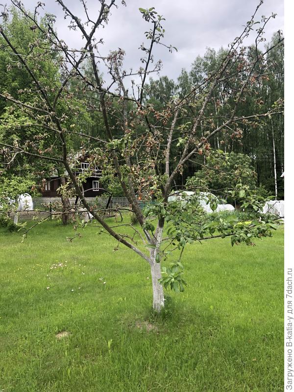 Пару веток зелёные