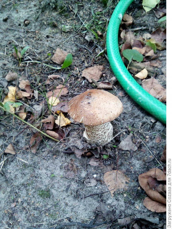 Вот он подберезовик, рядом видно шланг лежит для полива.