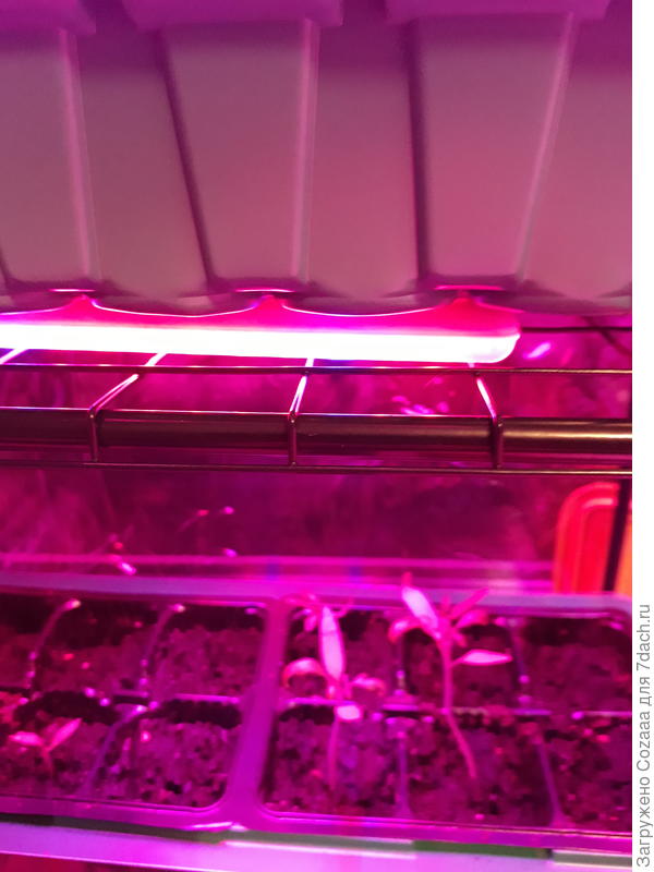 А у меня пока вот так. Сажала 20 января. Из 5 семян сорта "Балконное чудо" взошёл один - это слева, самый маленький и то взошёл дней 10 назад. А вот "Золотая гроздь" из 5 взошло 4 и на 5 день, как положено приличным томатам.