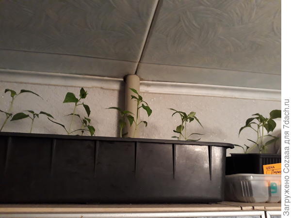 Это тот самый сердобольный перчик. Правда немного пострадали семядольные листики на нескольких перчиках, самые кончики. Ну это уже не так страшно.