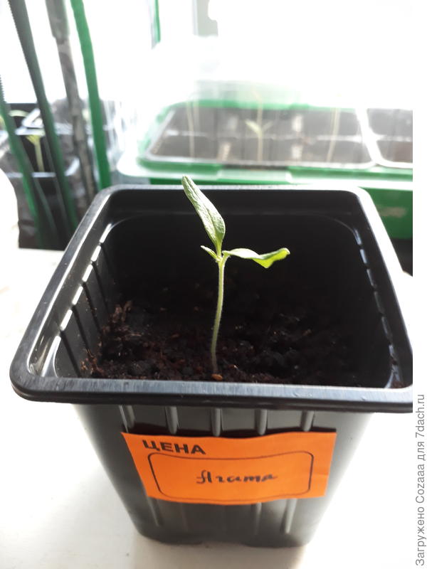 Как раз можно земли под самые семядольки насыпать.