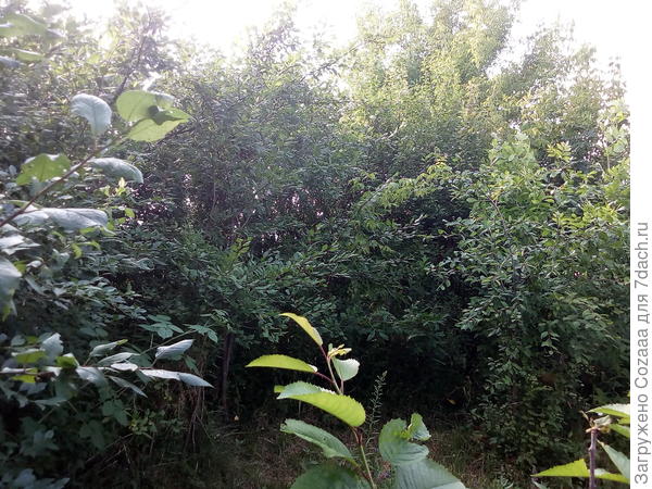 Вот это все надо вырезать, выпилить и выкорчевать.