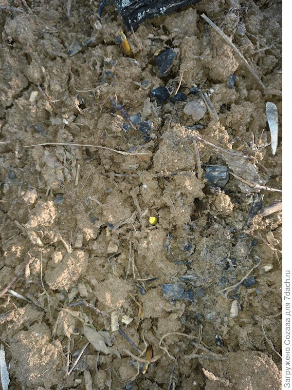 Вот он, пока малыш.